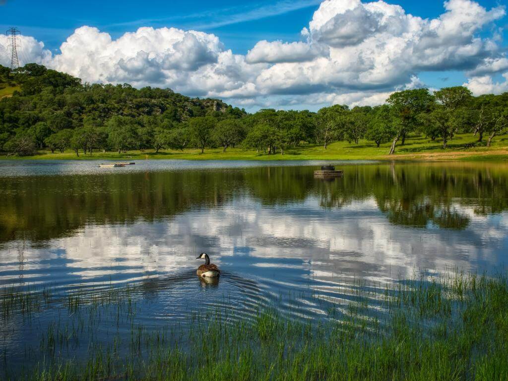 Rockville Hills Pond with goose